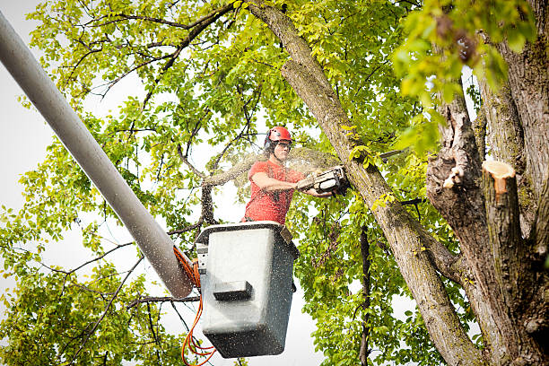 Best Tree Branch Trimming  in USA